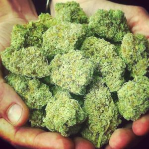 Buy Blue Cheese Kush Online