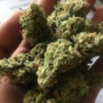 Buy Jamaican Pearl Weed in Europe