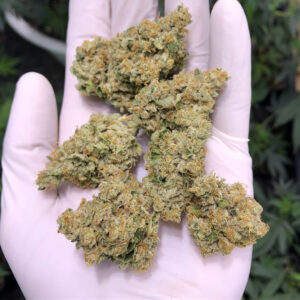 Buy American dream Strain online