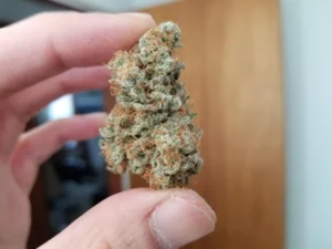 Buy Aurora indica online